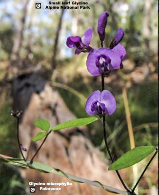 Glycine microphylla (Small-leaf Glycine / Creeping Glycine)