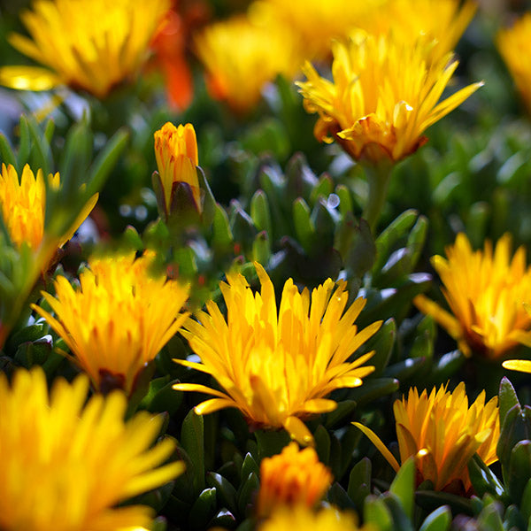 Carpobrotus Glaucescens (Pigface)