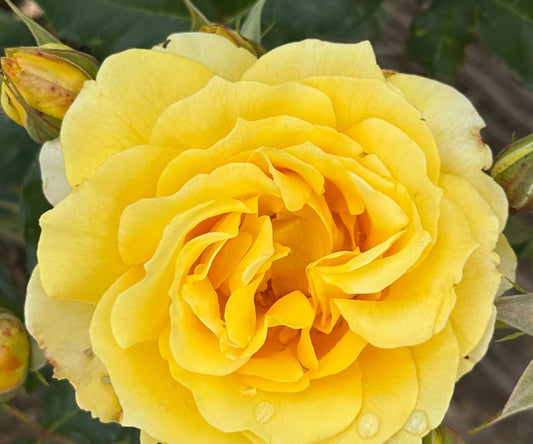 Rosa ‘Gold Bunny’ (Gold Bunny Standard Floribunda Rose)