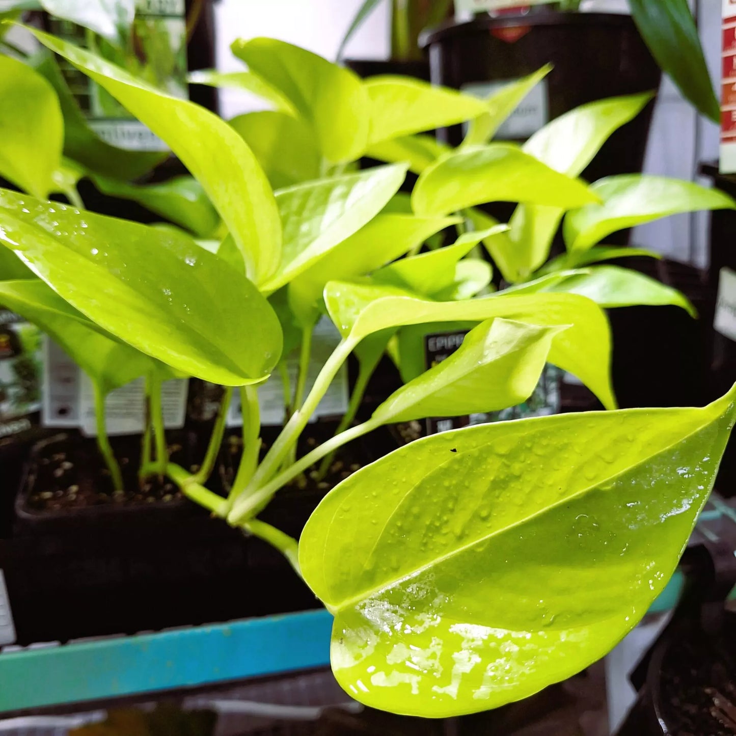 Epipremnum aureum Goldilocks (Golden Pothos)