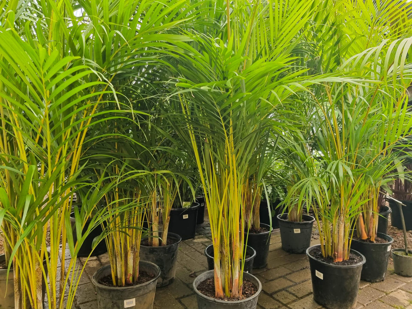 Gold Stripe Palm (Dypsis lutescens)