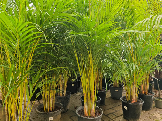 Gold Stripe Palm (Dypsis lutescens)