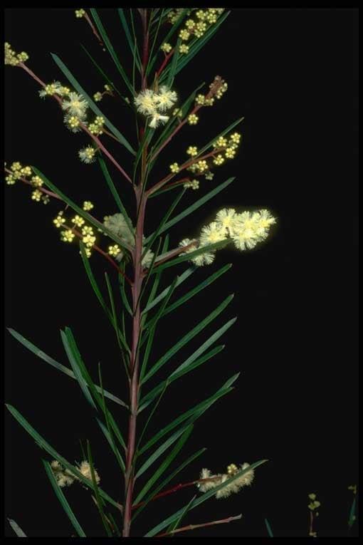 Acacia Linifolia (Flax Wattle)