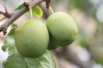 Prunus domestica ‘Greengage’ (Dwarf Greengage Plum)