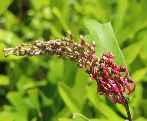 Grevillea 'Bedspread' (Grevillea Bedspread)