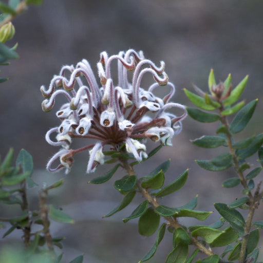 Grevillea buxifolia (Grey Spider Flower)
