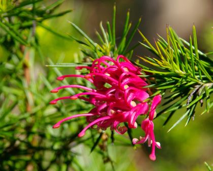 Grevillea ‘Canberra Gem’
