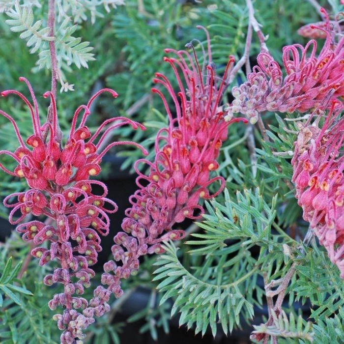 Grevillea 'Carpet Layer'