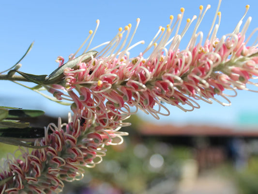 Grevillea ‘Coconut Ice’ (Coconut Ice Grevillea)