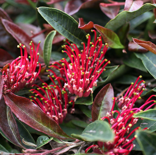 Grevillea 'Crimson Carpet' (Crimson Carpet Grevillea)