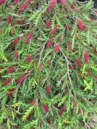 Grevillea 'Fanfare'