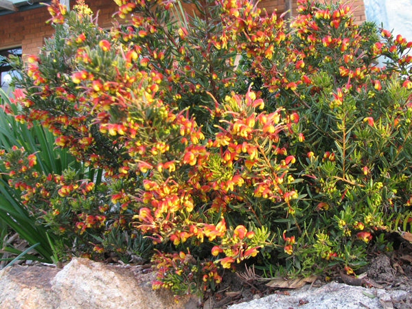 Grevillea 'Fire Cracker'