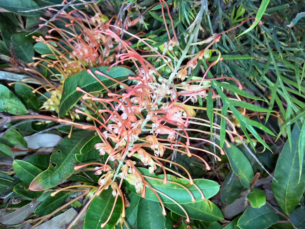 Grevillea 'Autumn Waterfall' (Autumn Waterfall Grevillea)