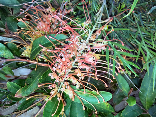 Grevillea 'Autumn Waterfall' (Autumn Waterfall Grevillea)