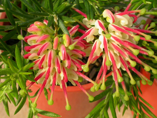 Grevillea ‘Hills Jubilee’
