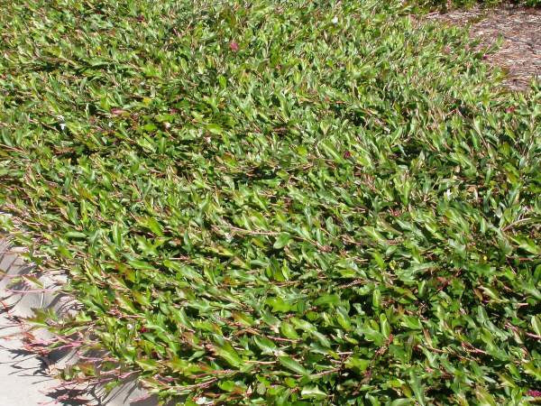 Grevillea 'Bedspread' (Grevillea Bedspread)