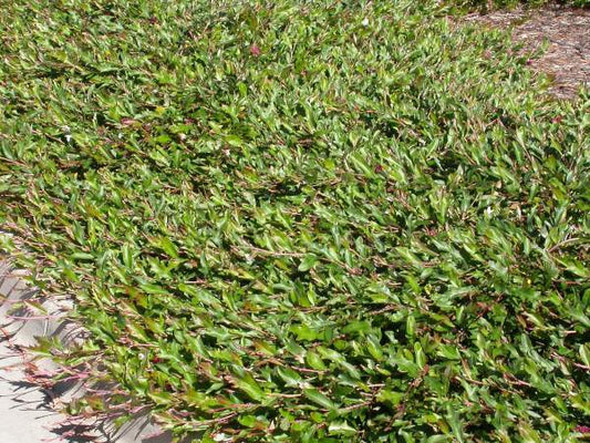 Grevillea 'Bedspread' (Grevillea Bedspread)