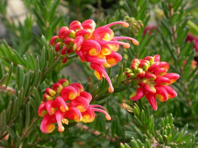 Grevillea 'Fireworks' (Grevillea Fireworks)
