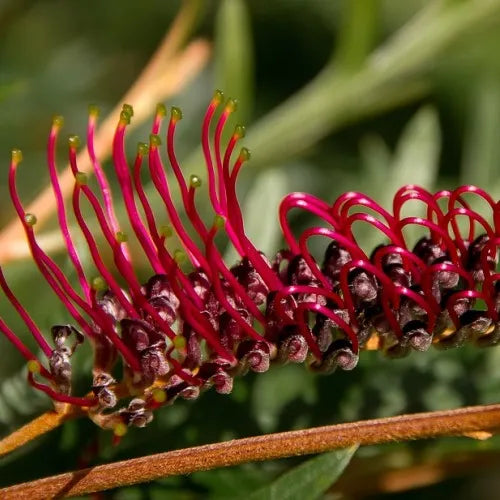 Grevillea ‘Raptor’