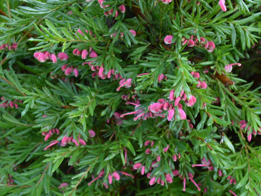Grevillea 'John Evans' (Grevillea John Evans)