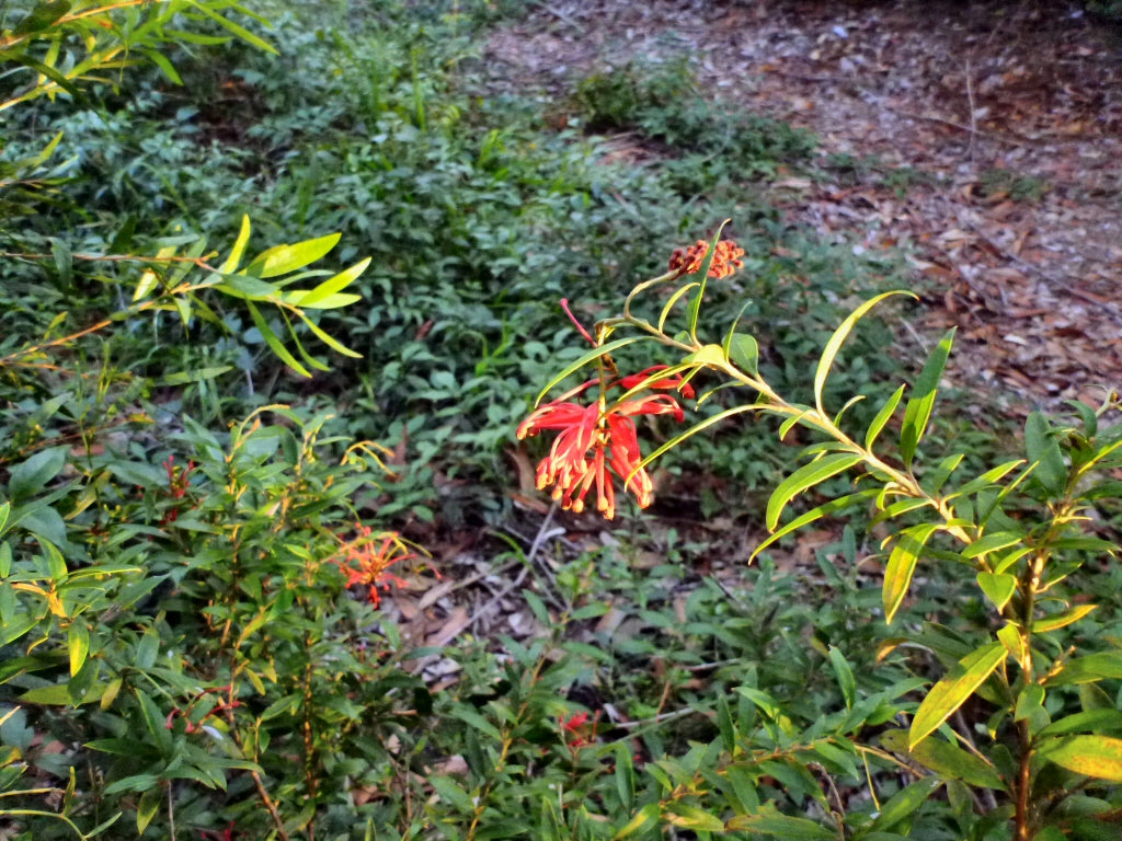 Grevillea ‘Lady O’ (Lady O Grevillea)
