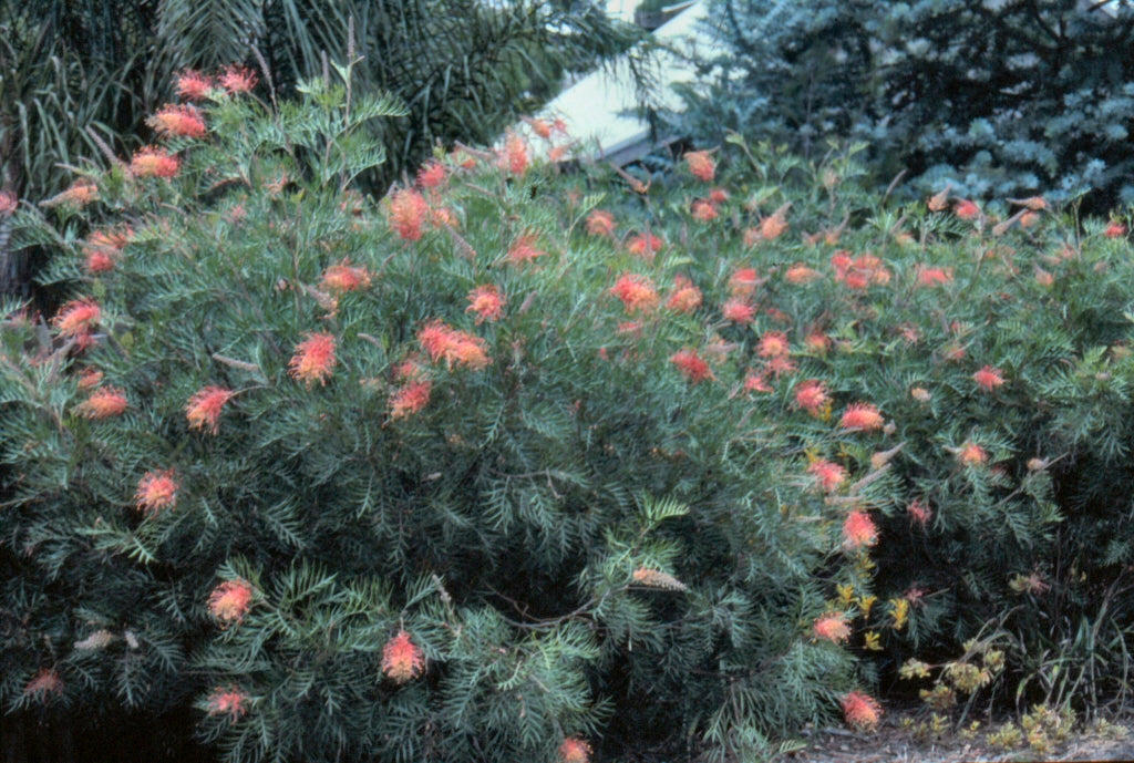 Grevillea 'Ned Kelly'