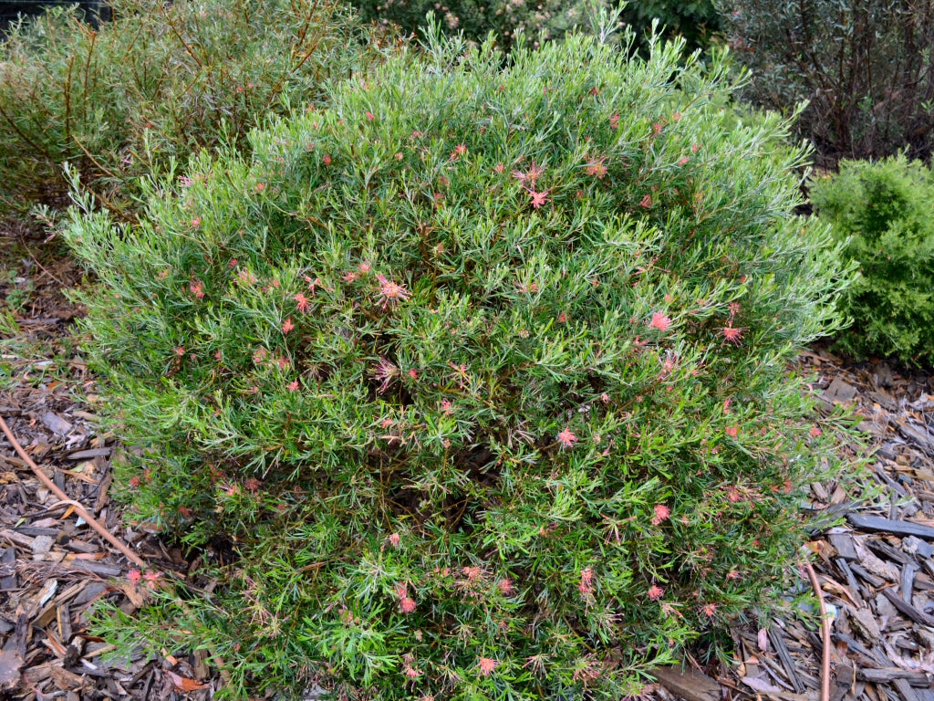 Grevillea 'Red Sunset'