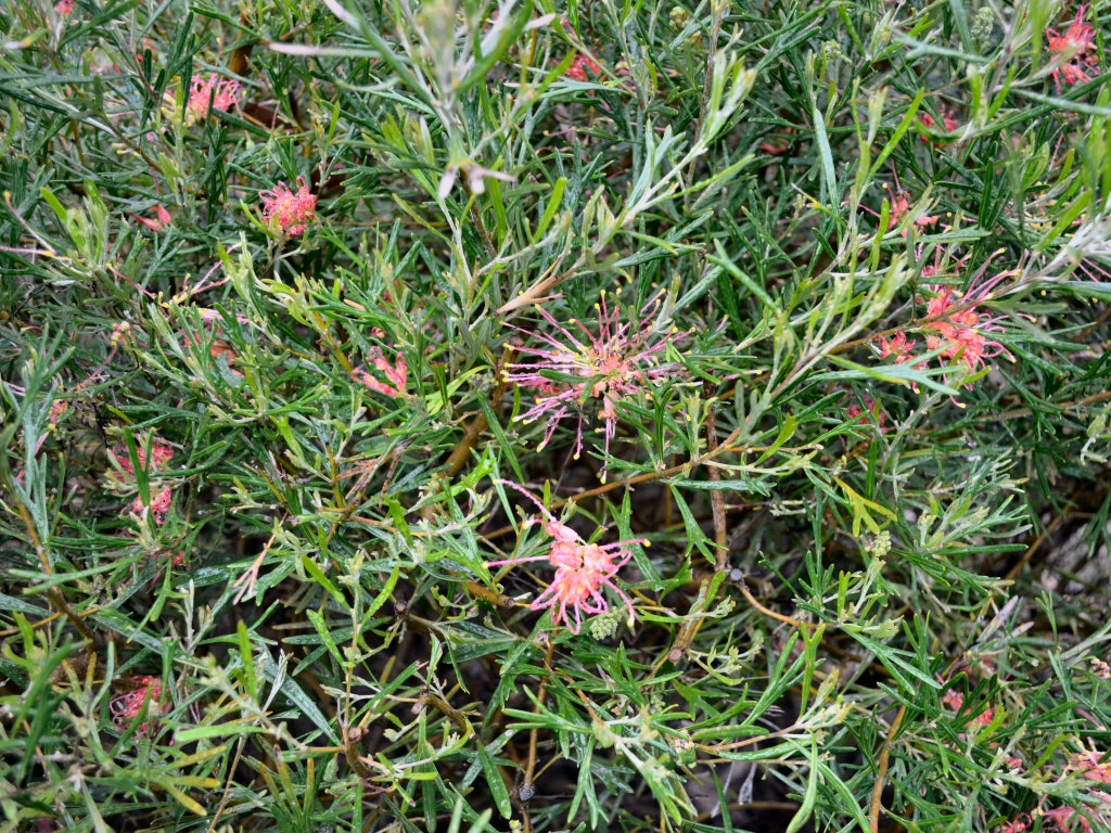 Grevillea 'Red Sunset'