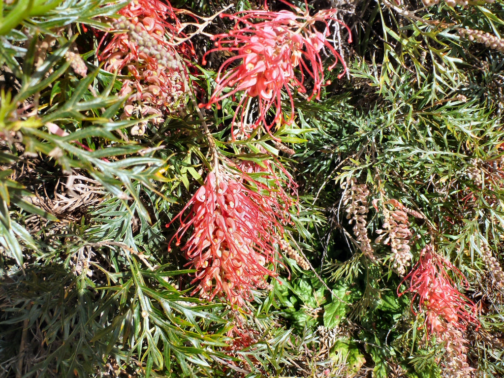 Grevillea 'Robyn Gordon'