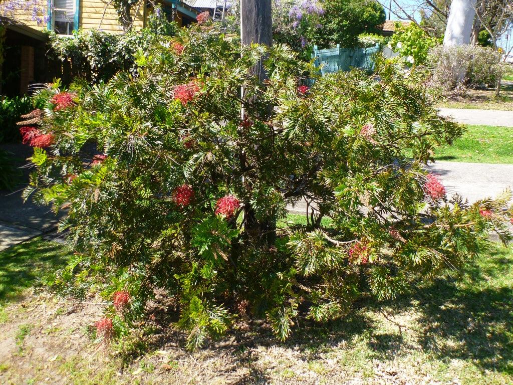 Grevillea 'Robyn Gordon'