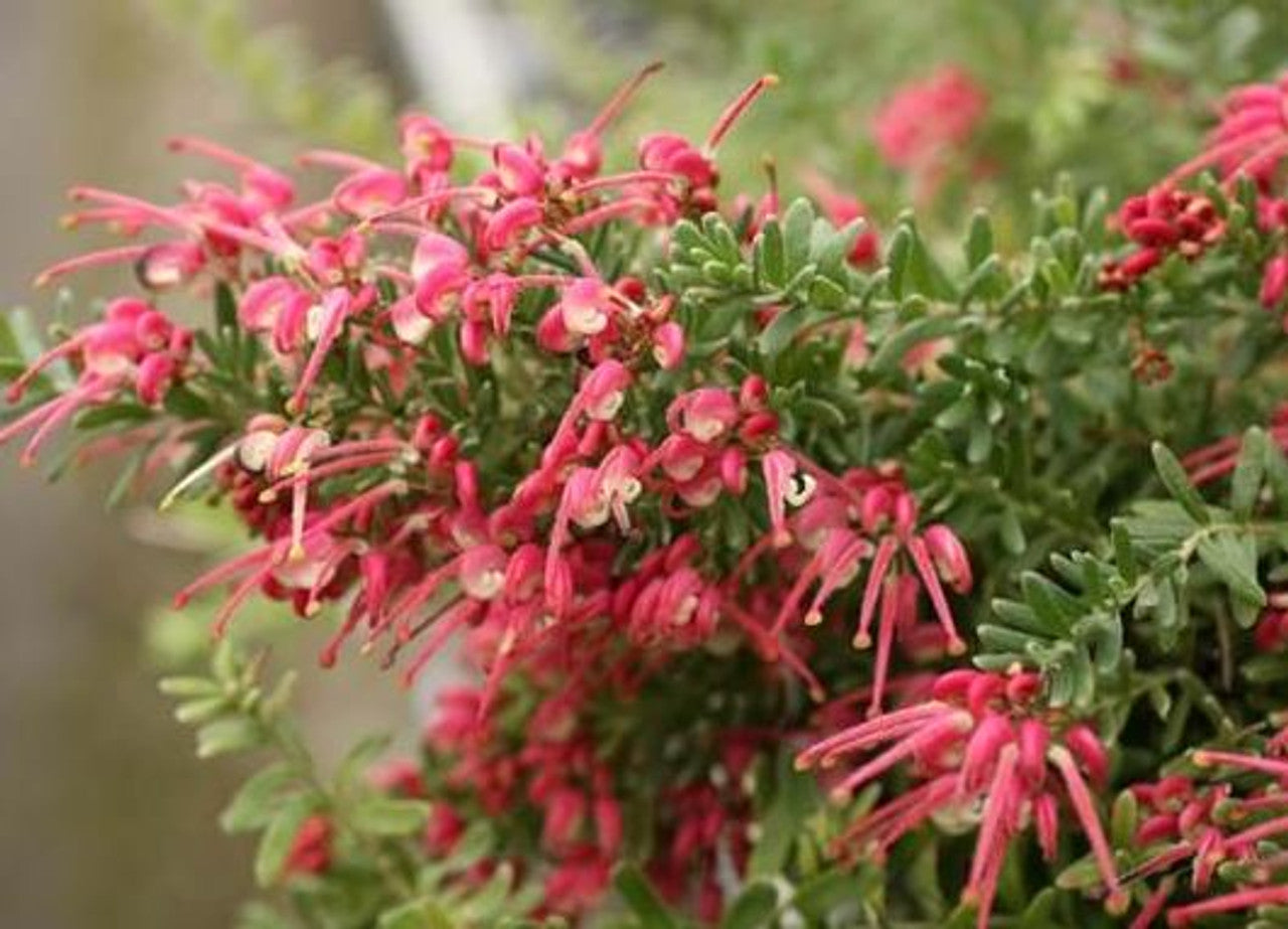 Grevillea ‘Pink Nectar’ (Pink Nectar Grevillea)