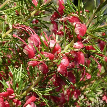 Grevillea ‘Cherry Ripe’ (Grevillea)