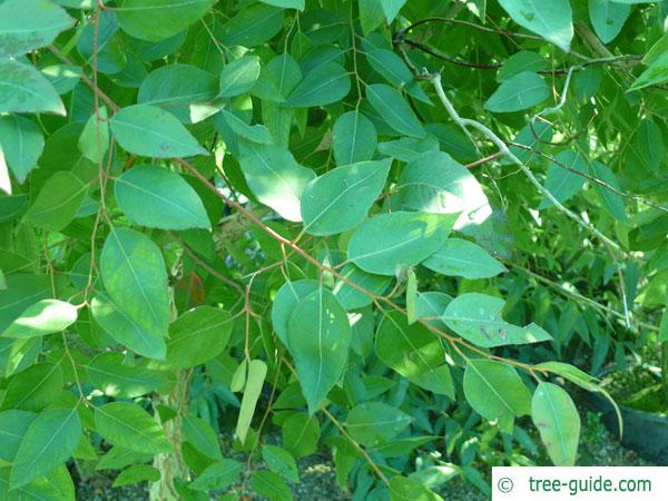 Eucalyptus Paniculata (Grey Ironbark)