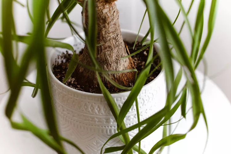 Beaucarnea recurvata ‘Ponytail Multi Planted’ – Ponytail Palm
