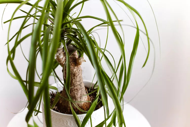 Beaucarnea recurvata ‘Ponytail Multi Planted’ – Ponytail Palm