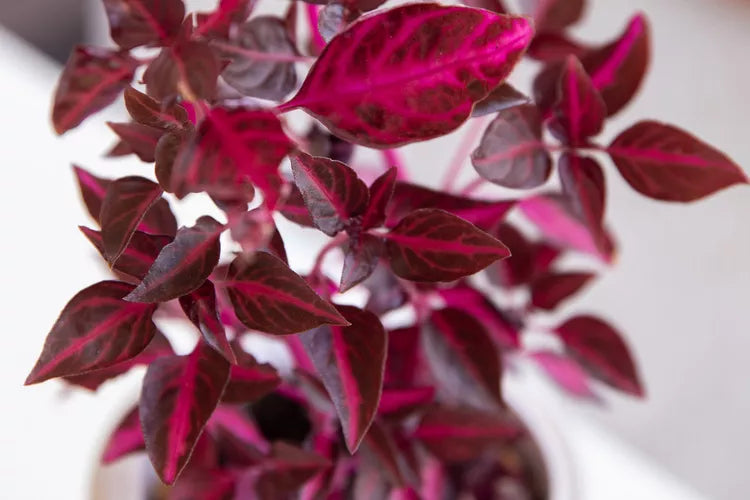 Iresine herbstii ‘Aureoreticulata’ (Golden Vein Bloodleaf)