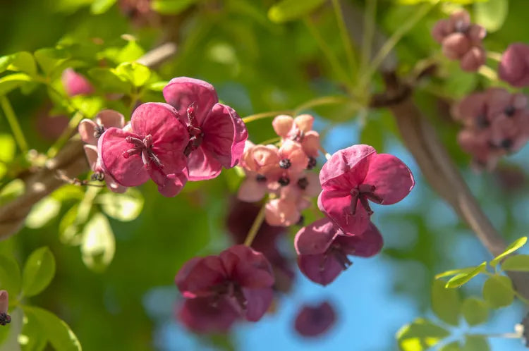 Akebia quinata – Chocolate Vine