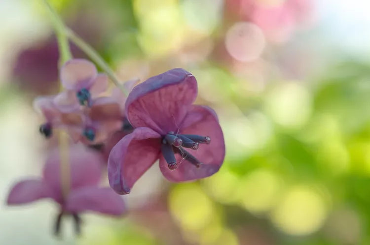 Akebia quinata – Chocolate Vine