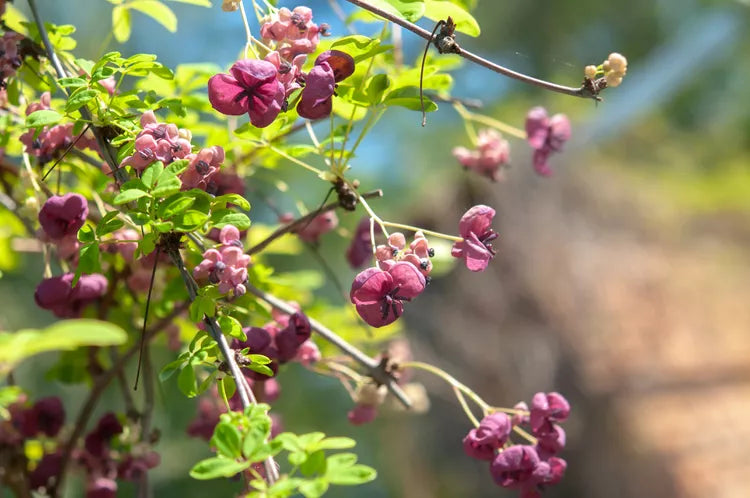 Akebia quinata – Chocolate Vine