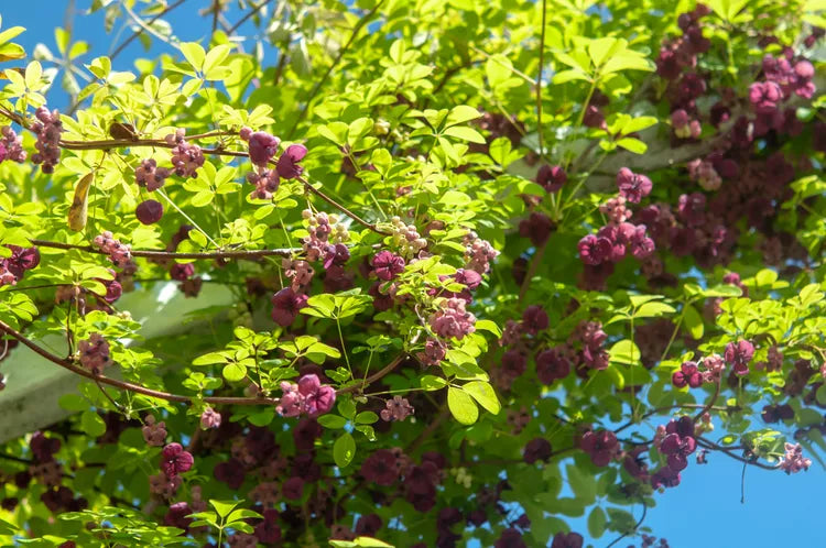 Akebia quinata – Chocolate Vine