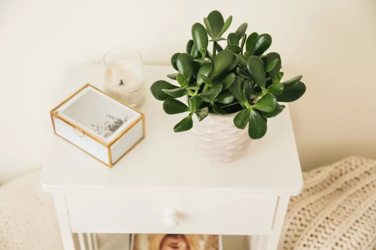Crassula ovata (Jade Plant / Money Tree)