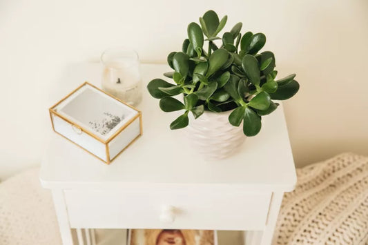 Crassula ovata (Jade Plant / Money Tree)