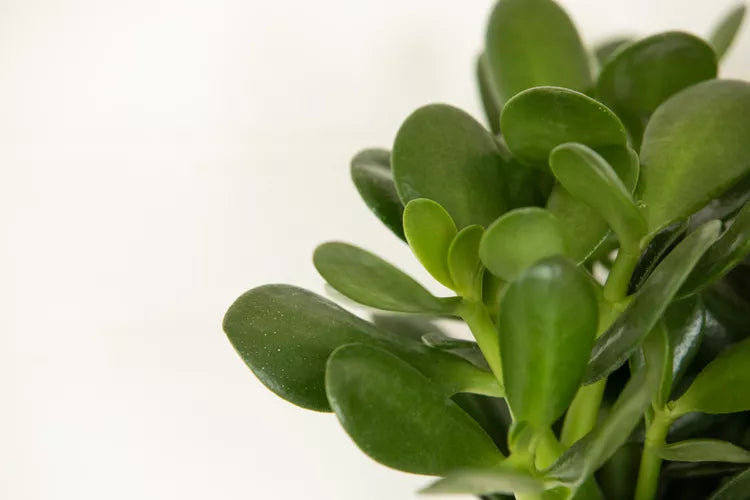 Crassula ovata (Jade Plant / Money Tree)