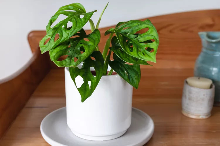 Monstera adansonii ‘Mini’ (Mini Monstera)