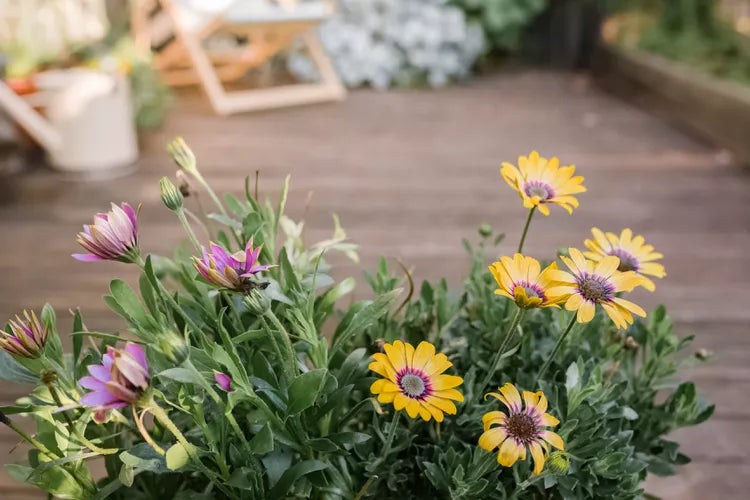 Osteospermum ‘Lazy Daisy Rose Gold’ (African Daisy)