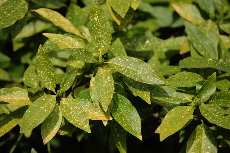 Aucuba japonica ‘Variegata’ – Gold Dust Plant