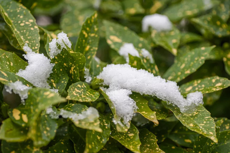Aucuba japonica ‘Variegata’ – Gold Dust Plant