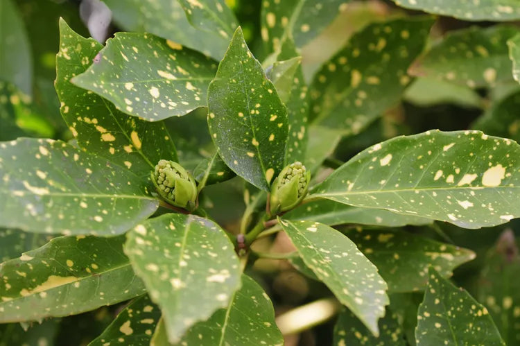 Aucuba japonica ‘Variegata’ – Gold Dust Plant