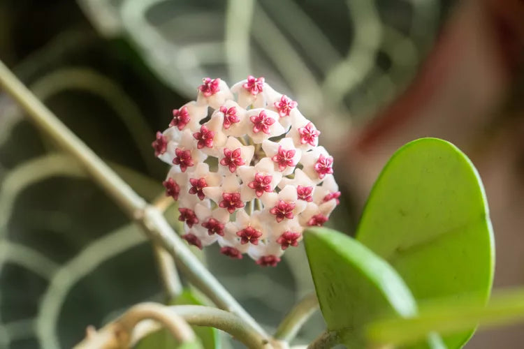 Hoya obovata (Wax Plant)