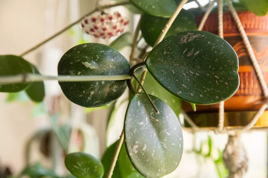 Hoya obovata (Wax Plant)